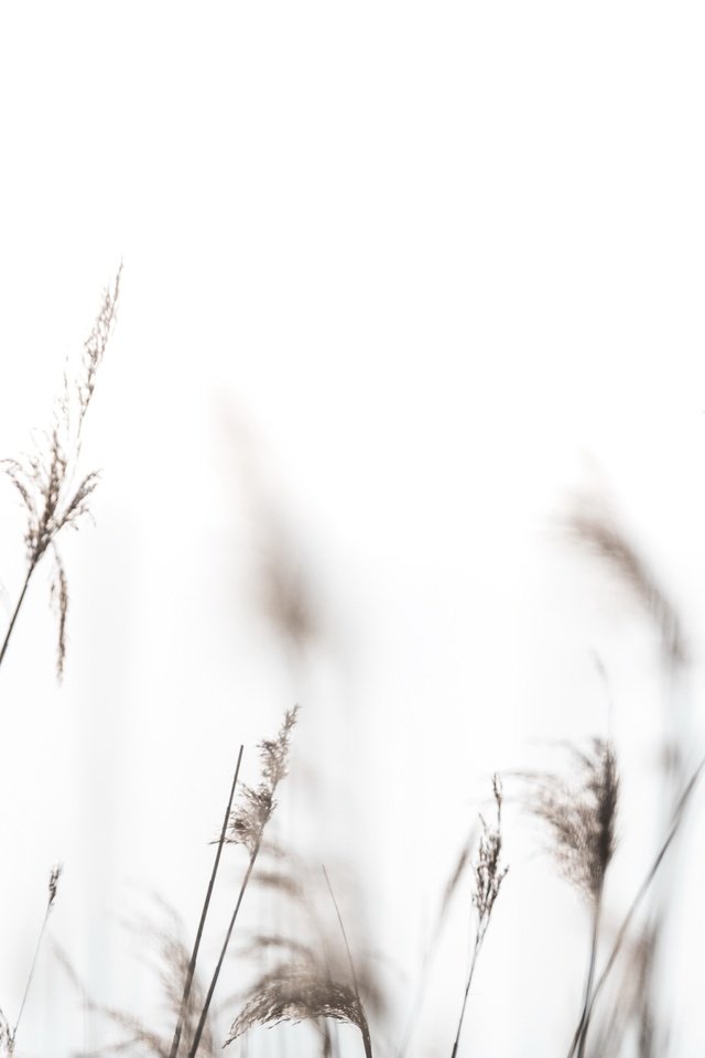 Обои трава, природа, фон, птица, колоски, grass, nature, background, bird, spikelets разрешение 3821x2139 Загрузить