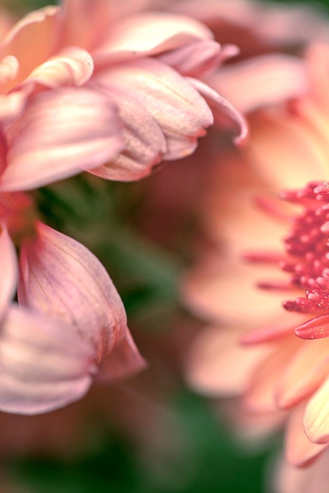 Обои бутоны, макро, цветок, лепестки, хризантемы, buds, macro, flower, petals, chrysanthemum разрешение 2554x1600 Загрузить