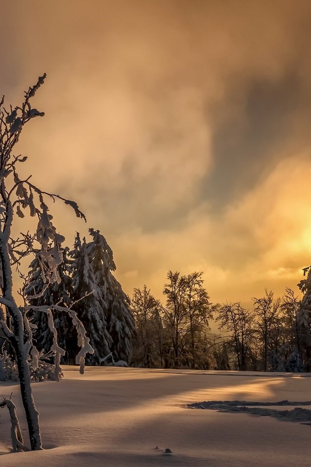 Обои деревья, солнце, снег, лес, закат, зима, trees, the sun, snow, forest, sunset, winter разрешение 2048x1272 Загрузить