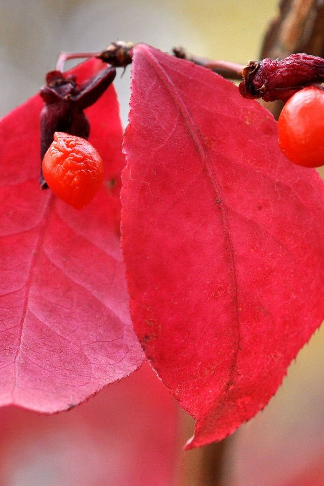 Обои природа, листья, макро, осень, размытость, ягоды, плод, nature, leaves, macro, autumn, blur, berries, the fruit разрешение 2048x1360 Загрузить