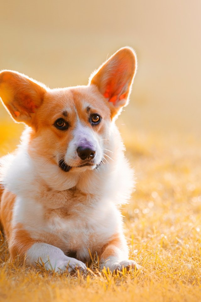 Обои природа, взгляд, собака, друг, уши, вельш-корги, корги, nature, look, dog, each, ears, welsh corgi, corgi разрешение 2749x1748 Загрузить