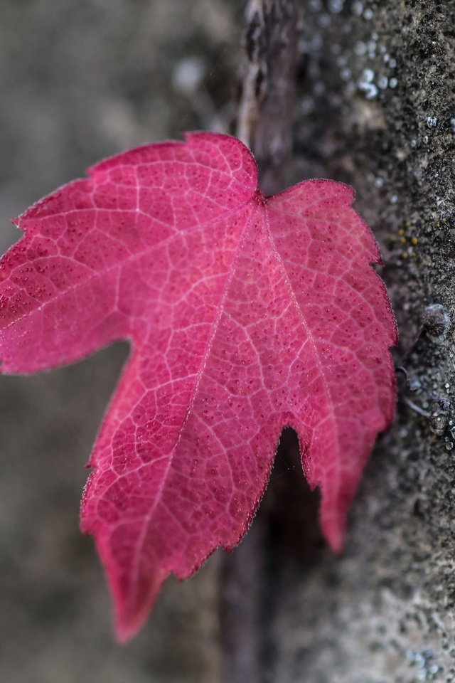 Обои дерево, макро, осень, лист, кора, красный лист, tree, macro, autumn, sheet, bark, red leaf разрешение 2047x1265 Загрузить