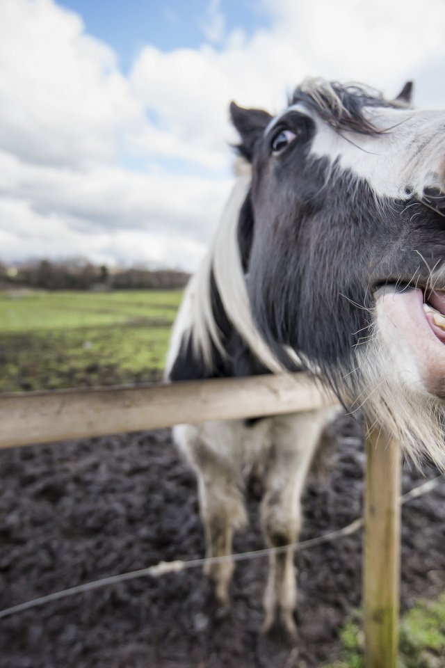 Обои морда, лошадь, зубы, конь, пасть, face, horse, teeth, mouth разрешение 2560x1709 Загрузить