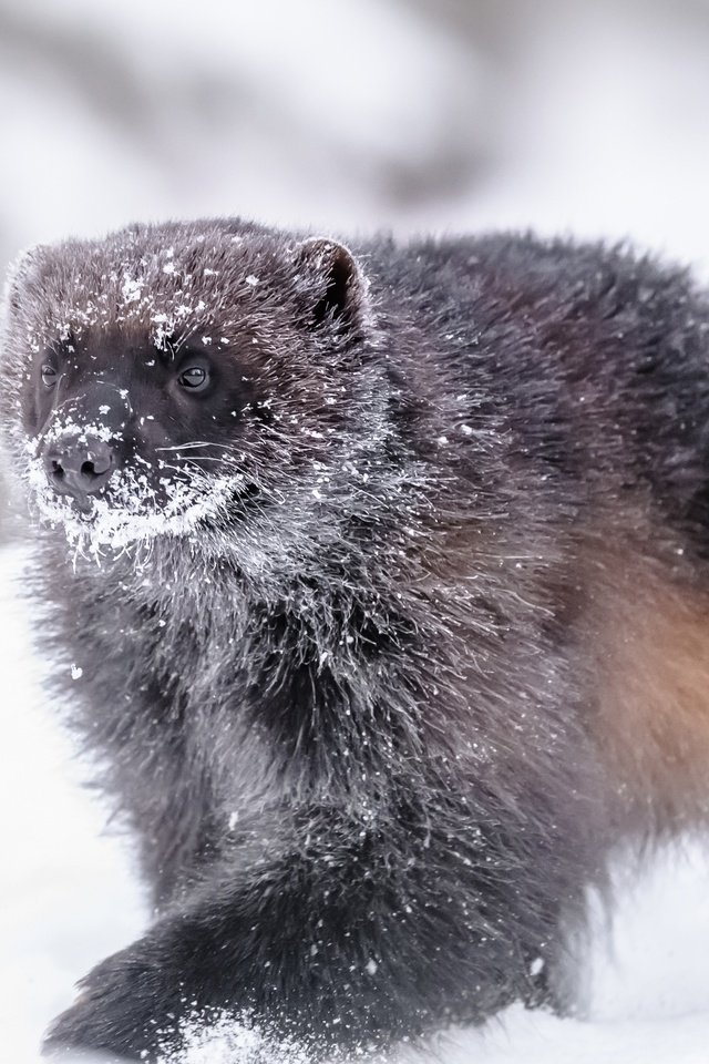 Обои снег, зима, животное, росомаха, snow, winter, animal, wolverine разрешение 5156x3200 Загрузить