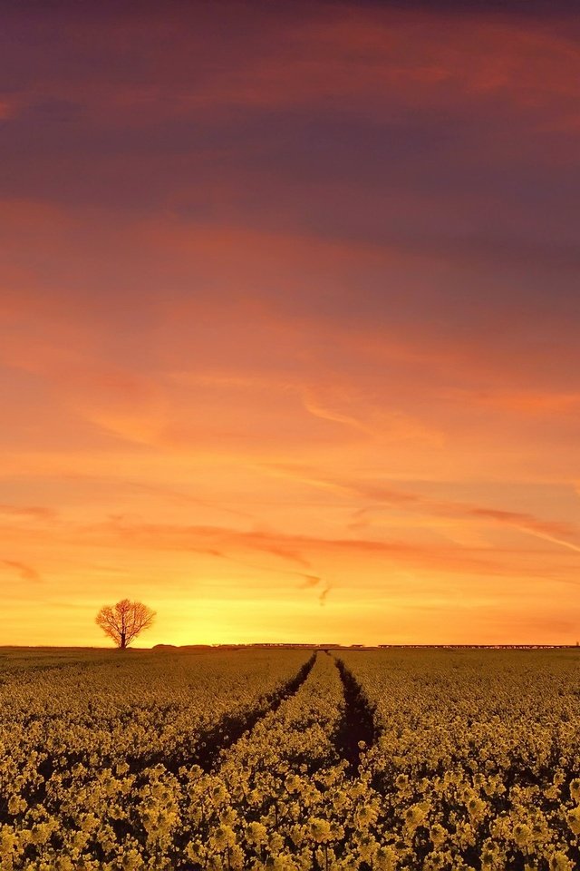 Обои небо, цветы, дерево, закат, поле, горизонт, рапс, the sky, flowers, tree, sunset, field, horizon, rape разрешение 2048x1284 Загрузить