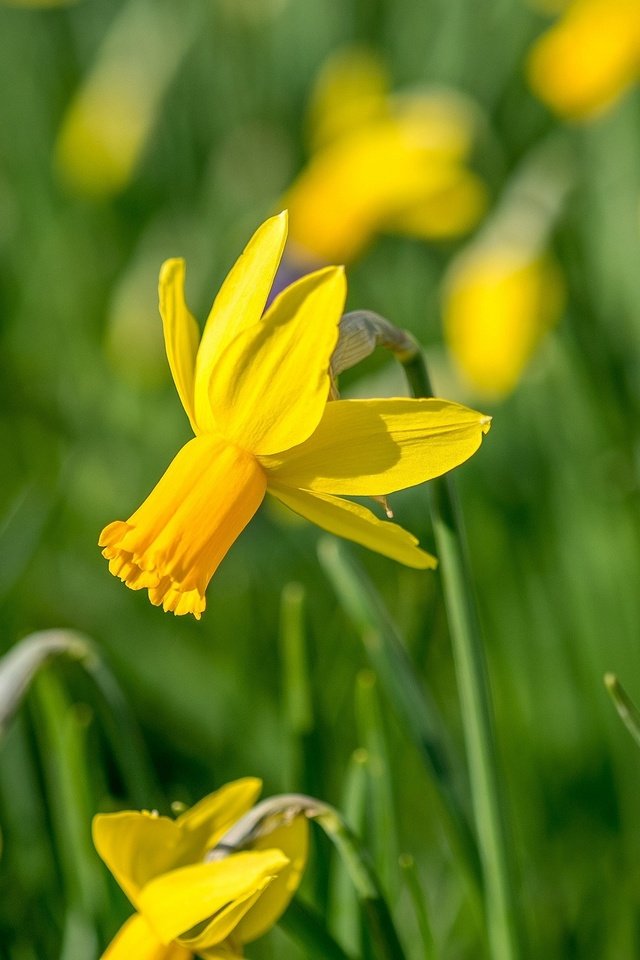 Обои цветы, желтый, весна, нарцисс, flowers, yellow, spring, narcissus разрешение 2048x1366 Загрузить