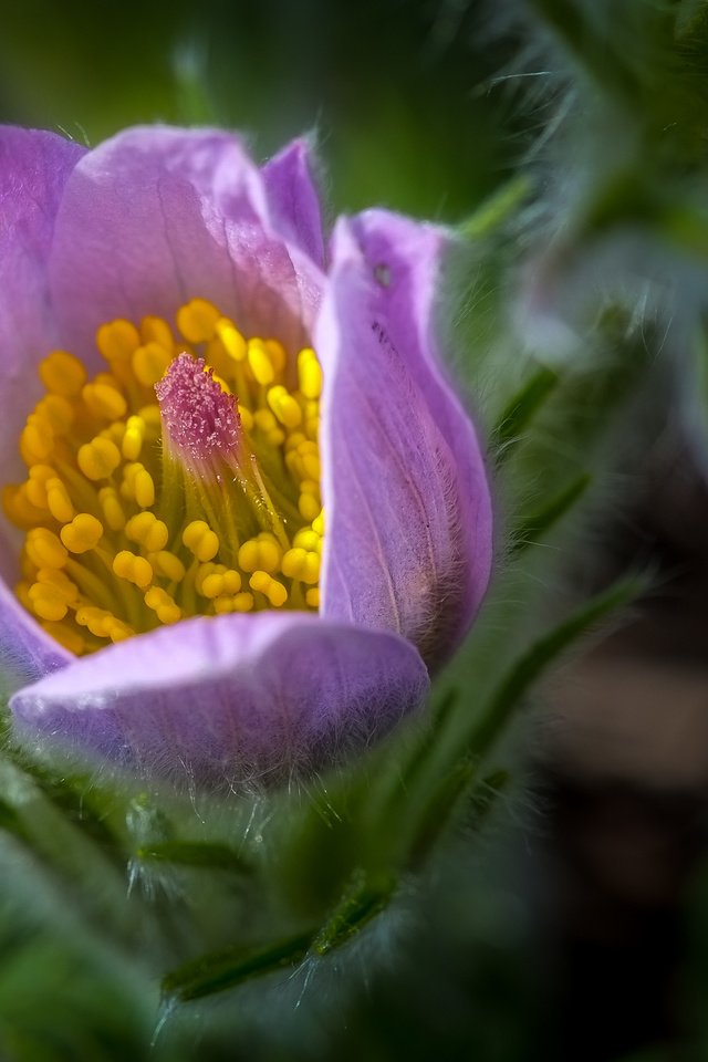 Обои цветок, весна, сон-трава, прострел, flower, spring, sleep-grass, cross разрешение 4029x2536 Загрузить