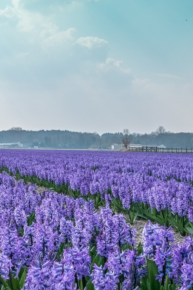 Обои цветы, поле, дома, голландия, гиацинты, flowers, field, home, holland, hyacinths разрешение 4153x2179 Загрузить