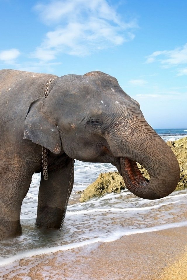 Обои море, животные, песок, пляж, слон, пальмы, купание, sea, animals, sand, beach, elephant, palm trees, bathing разрешение 1920x1200 Загрузить