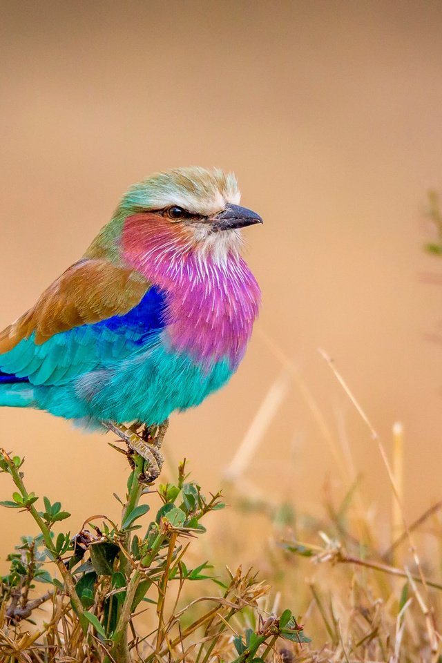 Обои природа, фон, разноцветная, птица, птичка, сизоворонка, сиреневогрудая, flying rainbow, nature, background, colorful, bird, roller, sirenevaya разрешение 2500x1549 Загрузить