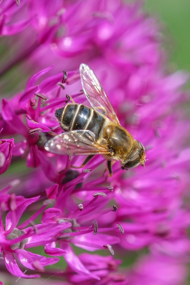 Обои макро, насекомое, цветок, муха, декоративный лук, аллиум, jazzmatica, macro, insect, flower, fly, decorative bow, allium разрешение 4896x2760 Загрузить