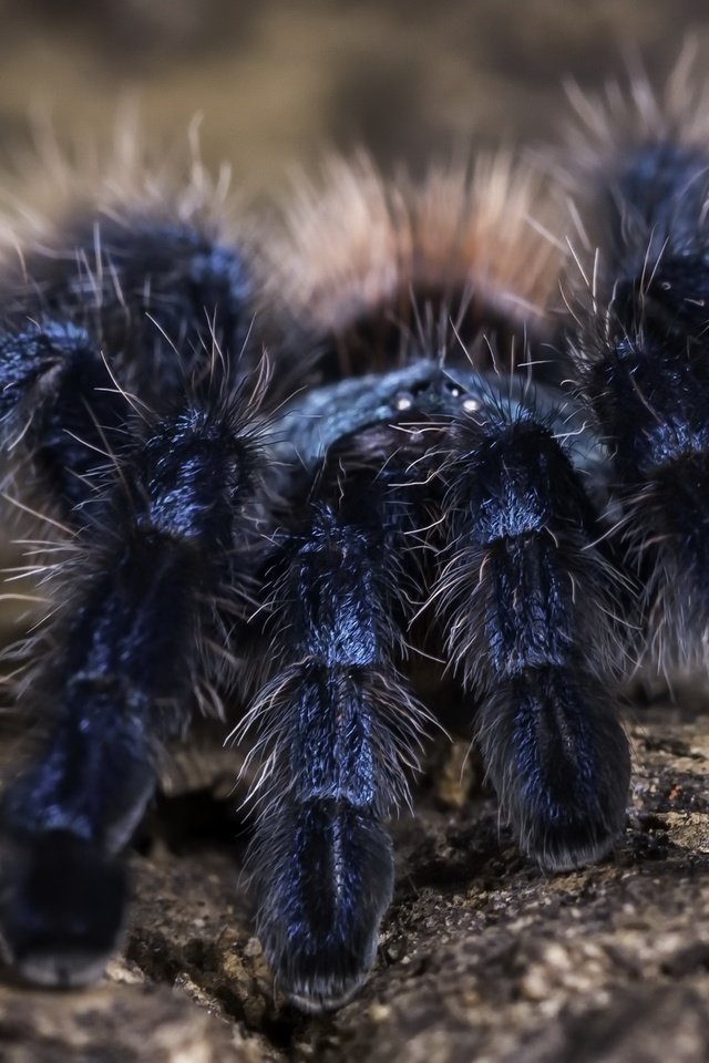 Обои фон, паук, тарантул, martinique pink toe tarantula, background, spider, tarantula разрешение 2560x1440 Загрузить