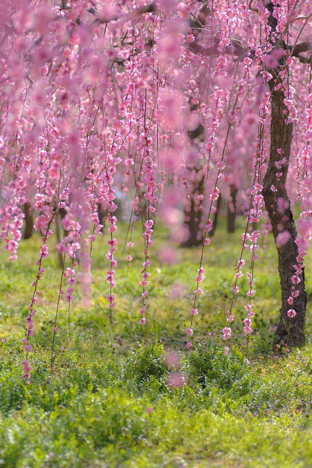 Обои деревья, цветение, ветки, весна, сакура, trees, flowering, branches, spring, sakura разрешение 1920x1200 Загрузить