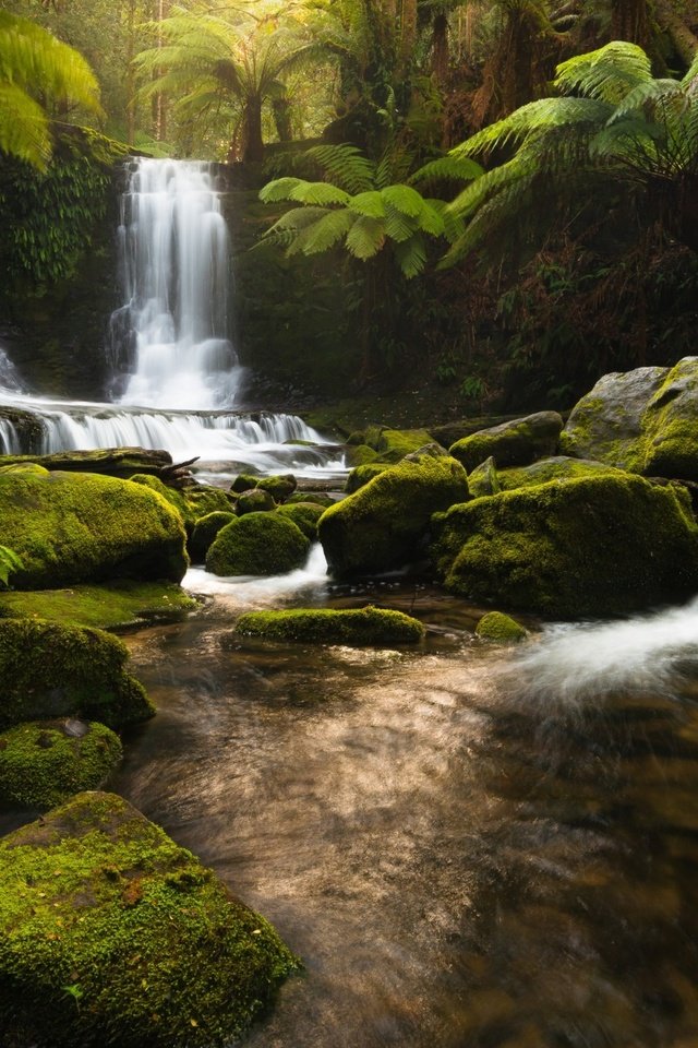 Обои река, природа, камни, лес, водопад, джунгли, тасмания, river, nature, stones, forest, waterfall, jungle, tasmania разрешение 1920x1200 Загрузить