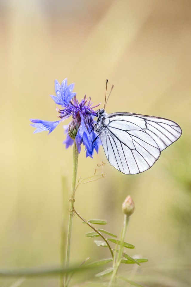 Обои насекомое, цветок, бабочка, крылья, размытость, василек, lena held, insect, flower, butterfly, wings, blur, cornflower разрешение 5172x3448 Загрузить