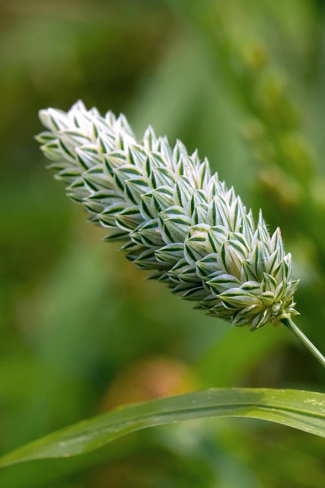 Обои трава, макро, размытость, стебель, колосок, боке, grass, macro, blur, stem, spike, bokeh разрешение 2048x1365 Загрузить