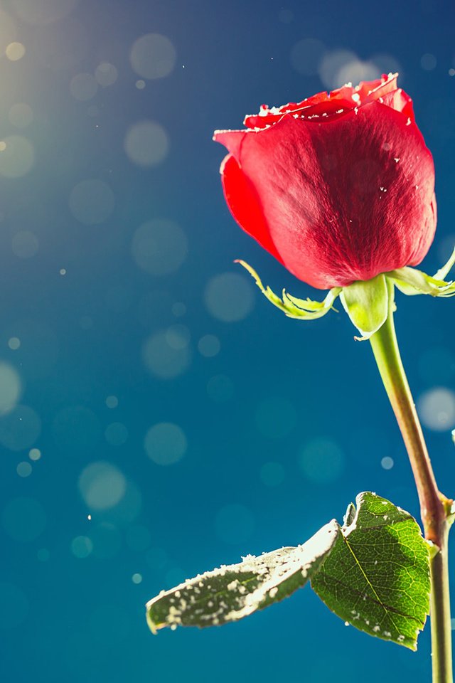 Обои снег, цветок, роза, бутон, красная роза, день влюбленных, snow, flower, rose, bud, red rose, valentine's day разрешение 1920x1200 Загрузить