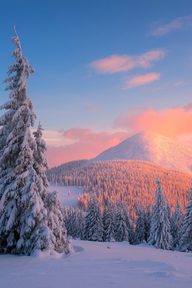 Обои деревья, горы, снег, закат, зима, сосны, карпаты, trees, mountains, snow, sunset, winter, pine, carpathians разрешение 4000x2670 Загрузить