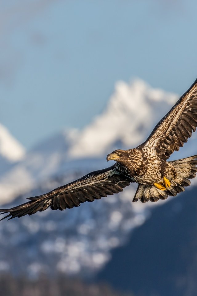 Обои полет, крылья, птица, клюв, перья, беркут, хищная птица, flight, wings, bird, beak, feathers, eagle, bird of prey разрешение 5184x3456 Загрузить