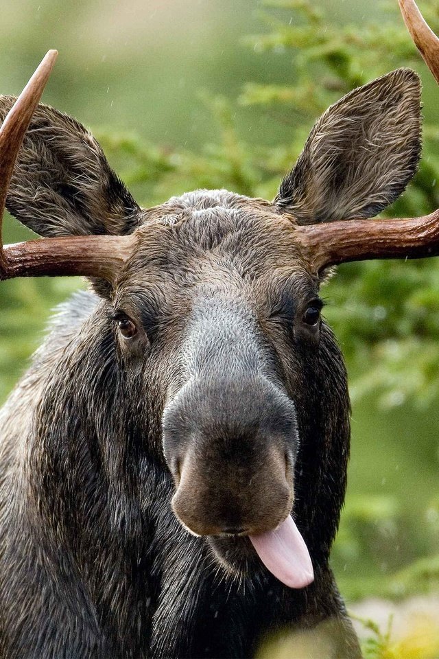 Обои морда, взгляд, рога, язык, дикая природа, лось, face, look, horns, language, wildlife, moose разрешение 2880x1800 Загрузить