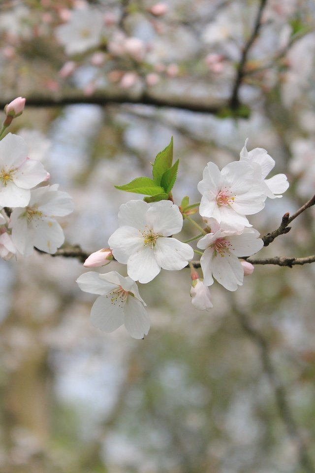 Обои природа, цветение, ветки, весна, боке, nature, flowering, branches, spring, bokeh разрешение 3840x2560 Загрузить