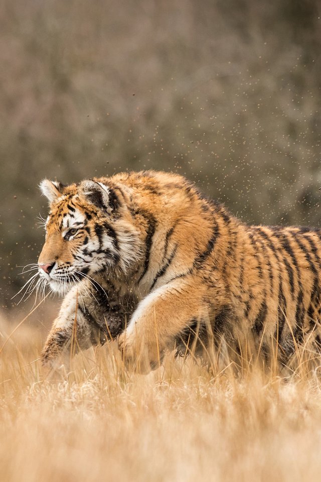 Обои тигр, природа, хищник, большая кошка, tiger, nature, predator, big cat разрешение 1920x1200 Загрузить