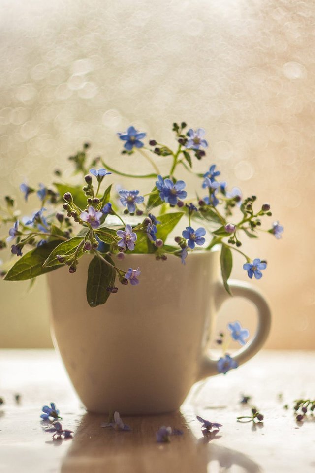 Обои цветы, фон, лепестки, цвет, чашка, незабудки, натюрморт, flowers, background, petals, color, cup, forget-me-nots, still life разрешение 1920x1200 Загрузить