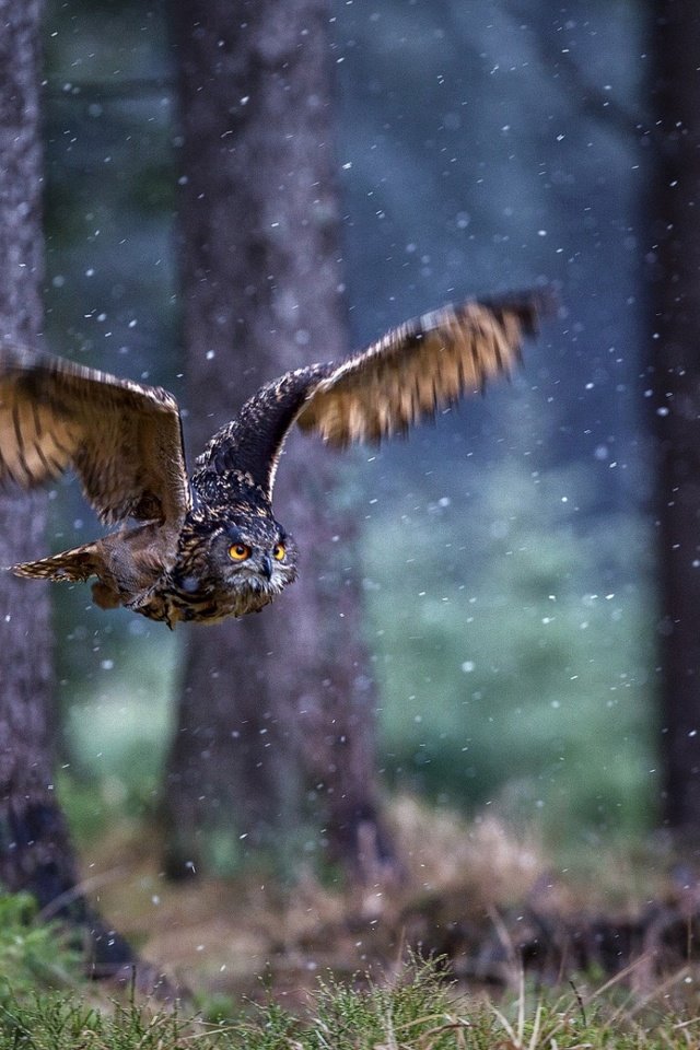 Обои сова, лес, полет, крылья, птица, сова лес полет крылья птица owi forest flight wings dirb, owl, forest, flight, wings, bird, owl forest in flight wings bird flight wings owi forest dirb разрешение 1920x1200 Загрузить