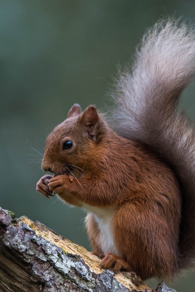 Обои животное, белка, зверек, хвост, белочка, грызун, animal, protein, tail, squirrel, rodent разрешение 2048x1367 Загрузить