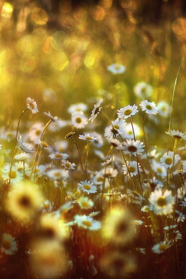 Обои цветы, луг, ромашки, боке,  цветы, солнечный свет, flowers, meadow, chamomile, bokeh, sunlight разрешение 2500x1667 Загрузить