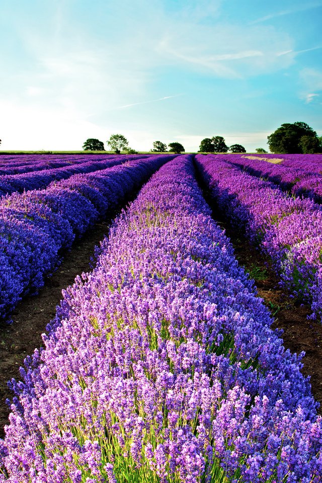 Обои небо, природа, поле, лаванда,  цветы, the sky, nature, field, lavender, flowers разрешение 2560x1700 Загрузить