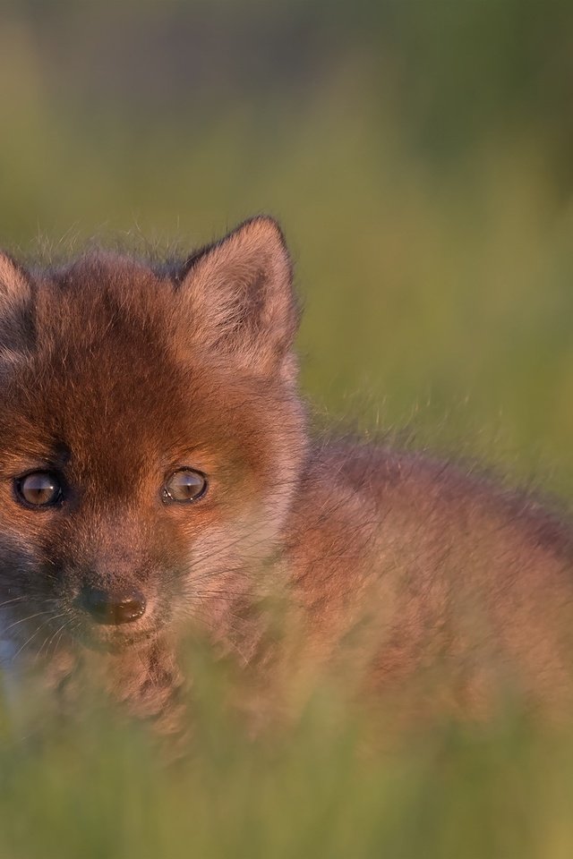 Обои взгляд, малыш, детеныш, боке, лисенок, look, baby, cub, bokeh, fox разрешение 2048x1365 Загрузить