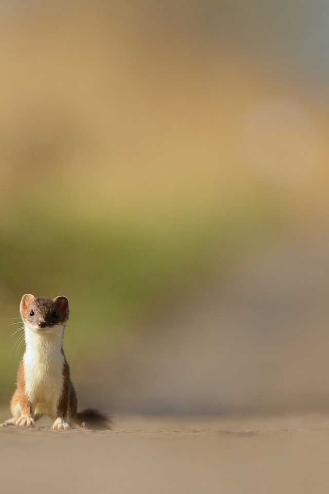 Обои природа, хищник, зверек, куница, горностай, nature, predator, animal, marten, ermine разрешение 1920x1200 Загрузить