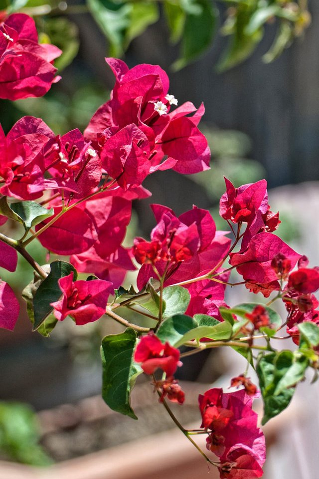 Обои цветы, ветка, листья, лепестки, бугенвиллея, flowers, branch, leaves, petals, bougainvillea разрешение 1920x1200 Загрузить