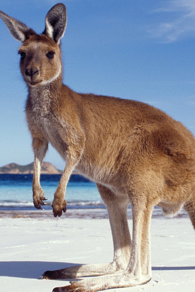 Обои песок, пляж, кенгуру, sand, beach, kangaroo разрешение 1920x1080 Загрузить