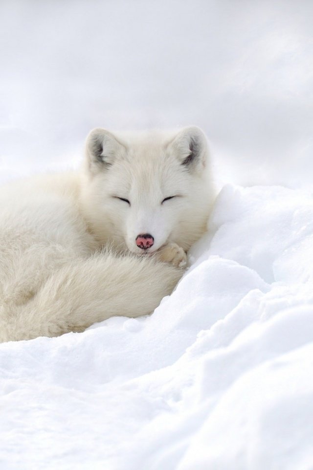 Обои снег, зима, песец, полярная лисица, snow, winter, fox, polar fox разрешение 1920x1080 Загрузить