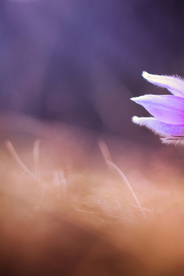 Обои цветок, размытость, весна, сон-трава, прострел, flower, blur, spring, sleep-grass, cross разрешение 2048x1358 Загрузить