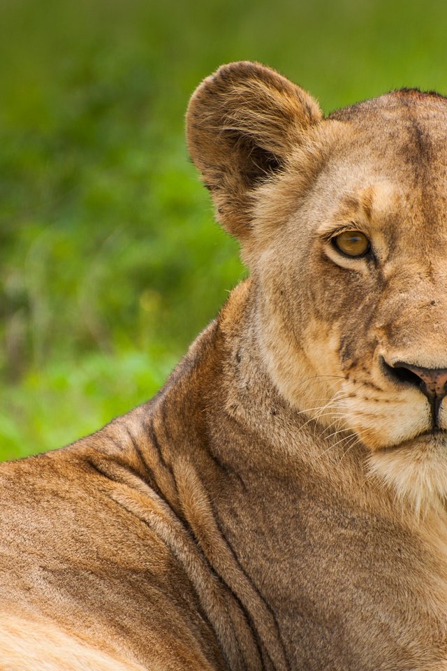 Обои морда, взгляд, хищник, лев, львица, саванна, дикая кошка, face, look, predator, leo, lioness, savannah, wild cat разрешение 4288x2848 Загрузить