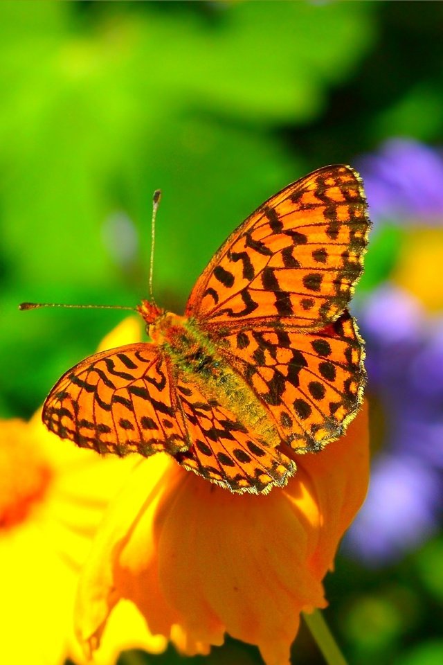 Обои цветы, насекомое, фон, бабочка, крылья, размытость, flowers, insect, background, butterfly, wings, blur разрешение 3002x1875 Загрузить