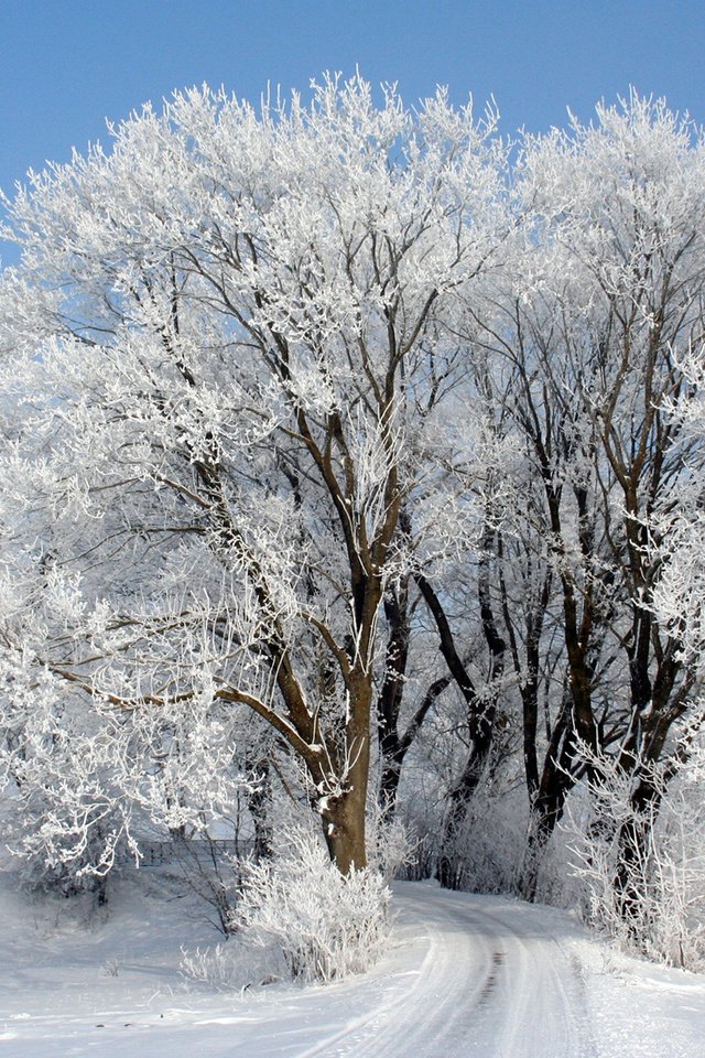 Обои небо, дорога, деревья, снег, зима, иней, the sky, road, trees, snow, winter, frost разрешение 1920x1200 Загрузить