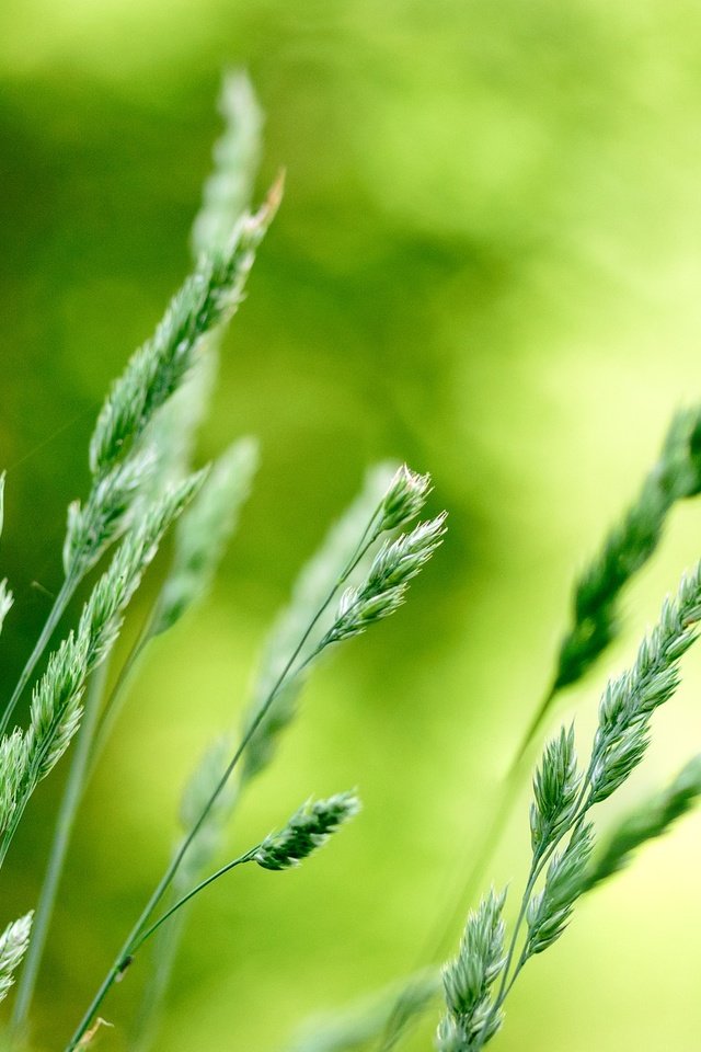 Обои трава, природа, макро, фон, колоски, растение, боке, grass, nature, macro, background, spikelets, plant, bokeh разрешение 1920x1266 Загрузить