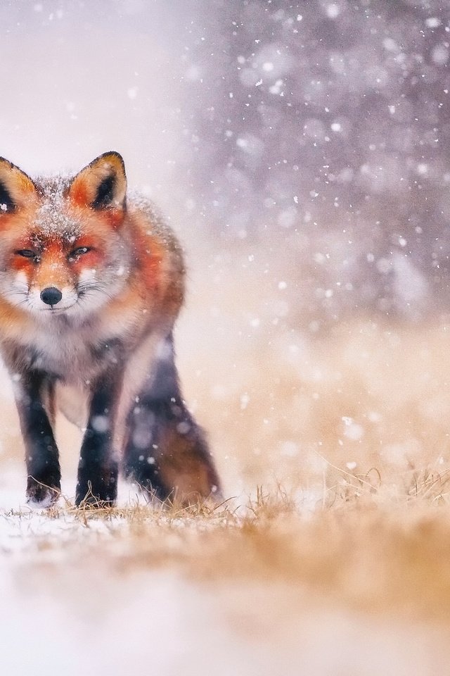 Обои трава, снег, зима, животные, лиса, лисица, хвост, grass, snow, winter, animals, fox, tail разрешение 2048x1366 Загрузить