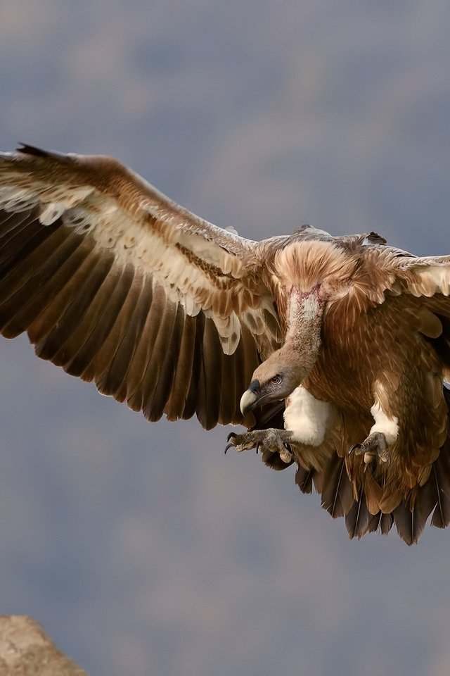 Обои небо, полет, крылья, гриф, птица, перья, стервятник, the sky, flight, wings, grif, bird, feathers, vulture разрешение 1920x1280 Загрузить