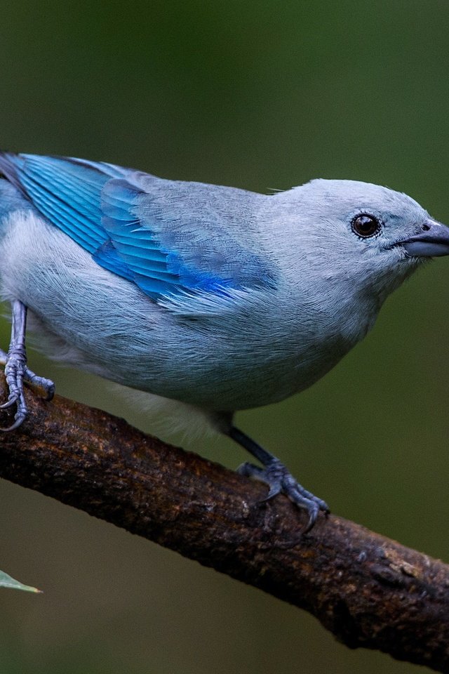 Обои ветка, природа, птица, клюв, перья, танагра, голубая танагра, branch, nature, bird, beak, feathers, tanagra, blue tanager разрешение 2048x1308 Загрузить