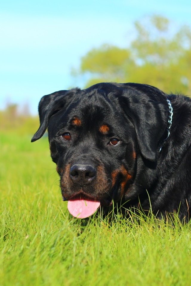 Обои морда, трава, природа, собака, язык, ротвейлер, face, grass, nature, dog, language, rottweiler разрешение 1920x1200 Загрузить