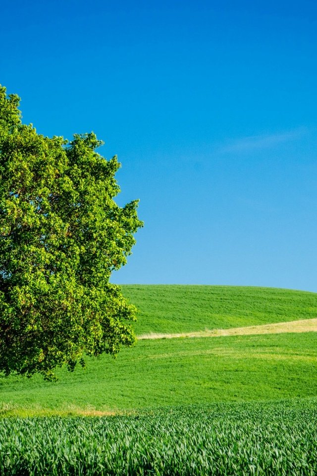 Обои небо, трава, дерево, поле, горизонт, лето, the sky, grass, tree, field, horizon, summer разрешение 1920x1200 Загрузить