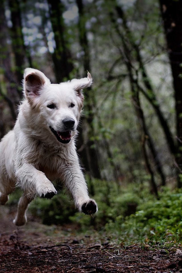 Обои лес, собака, бег, clé manuel, белая швейцарская овчарка, timmi, forest, dog, running, manuel clé, the white swiss shepherd dog разрешение 1920x1200 Загрузить