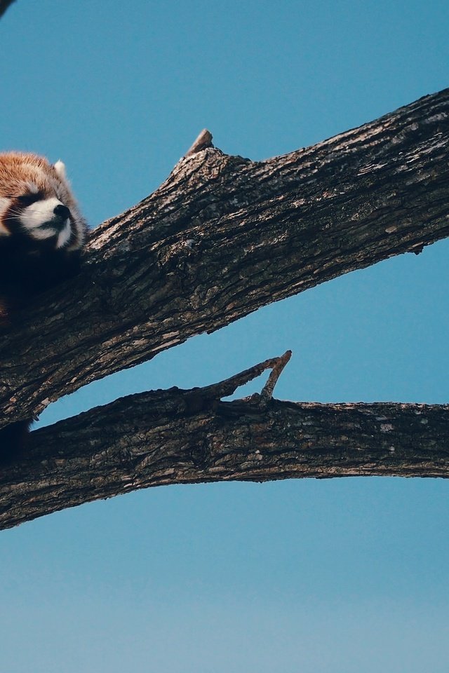 Обои дерево, панда, животное, красная панда, малая панда, tree, panda, animal, red panda разрешение 2048x1154 Загрузить