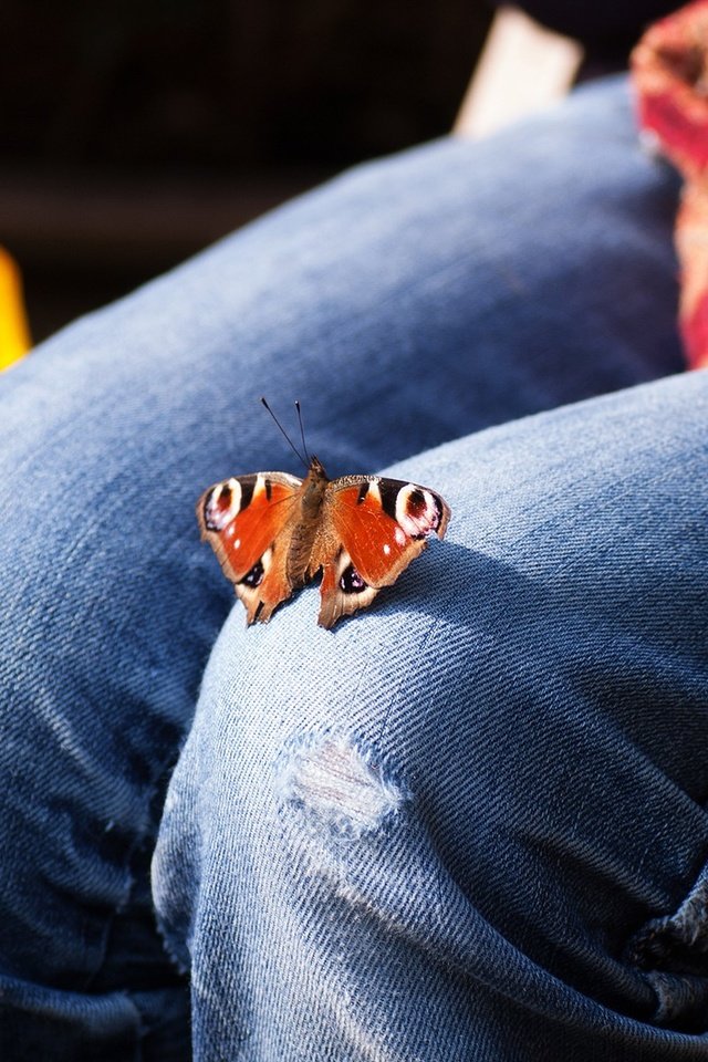 Обои цветы, насекомое, бабочка, джинсы, ноги, тюльпаны, колени, flowers, insect, butterfly, jeans, feet, tulips, knees разрешение 1920x1200 Загрузить