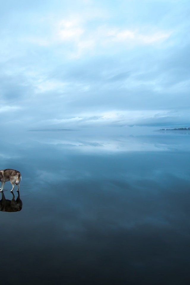 Обои вода, природа, лёд, хаски, сибирская хаски, water, nature, ice, husky, siberian husky разрешение 2560x1649 Загрузить